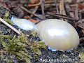 Reticularia lycoperdon-amf799-1